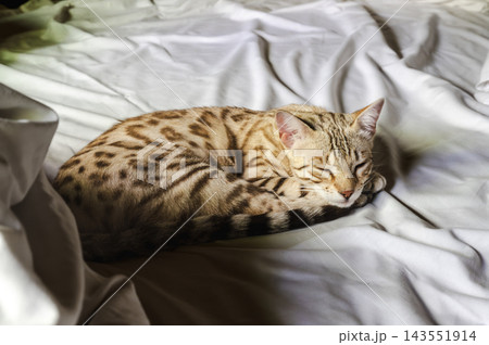 Bengal Cat Napping on White Bed in Cabin Bedroom. Spotted Bengal cat napping curled on soft white bedding in warm sunlight in a rustic cabin bedroom. A cozy pet lifestyle moment of an elegant cat rela 143551914