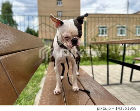 Chocolate and white Boston Terrier in courtyard near modern residential building, urban pet lifestyle and contemporary neighborhood concept. High quality photo Chocolate and white Boston Terrier in courtyard near modern residential building, urban pet lifestyle and contemporary neighborhood concept. High quality photo 143551959