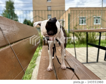 Chocolate and white Boston Terrier in courtyard near modern residential building, urban pet lifestyle and contemporary neighborhood concept. High quality photo 143551960