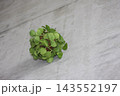 プランツ 143552197