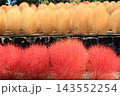 花博記念公園鶴見緑地の色付き始めたコキア 143552254