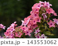 Light pink phlox flowers. Large pink phlox flowers. Garden flowers. 143553062