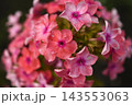 Light pink phlox flowers. Large pink phlox flowers. Garden flowers. 143553063