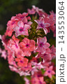 Light pink phlox flowers. Large pink phlox flowers. Garden flowers. 143553064