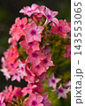 Light pink phlox flowers. Large pink phlox flowers. Garden flowers. 143553065