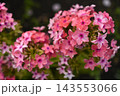 Light pink phlox flowers. Large pink phlox flowers. Garden flowers. 143553066
