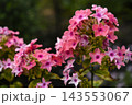 Light pink phlox flowers. Large pink phlox flowers. Garden flowers. 143553067