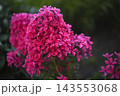 Light pink phlox flowers. Large pink phlox flowers. Garden flowers. 143553068
