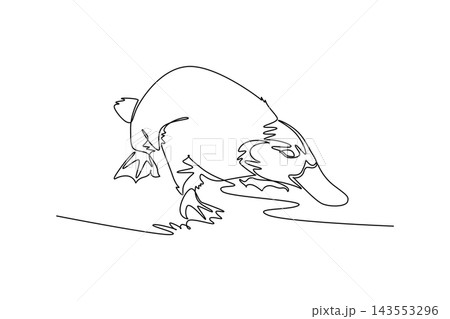 Single continuous line drawing wild platypus foraging near the water with its head bent downward, showing its bill, webbed feet, paddle tail. Dynamic one line draw graphic design vector illustration 143553296