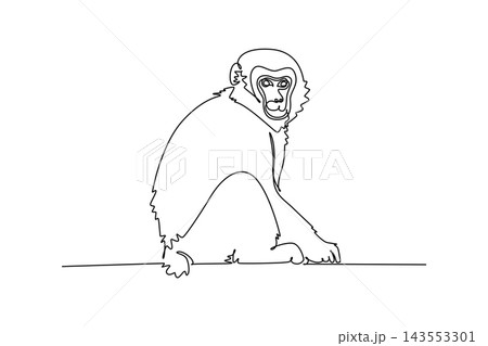 Single one line drawing fluffy Japanese macaque or snow monkey resting on the forest ground while looking directly forward, its expressive face. Continuous line draw design graphic vector illustration 143553301
