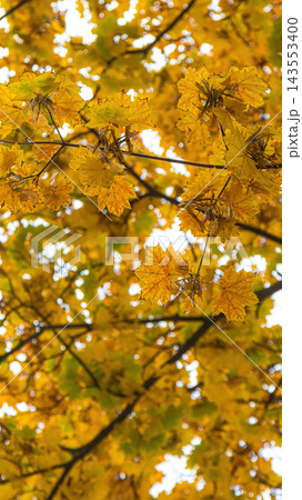 Golden Autumn Maple Tree Canopy with Seeds Low Angle 143553400