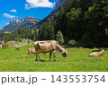 Herd of cows grazing on a green alpine meadow in the Swiss Alps, Switzerland 143553754