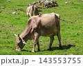 Herd of cows grazing on a green alpine meadow in the Swiss Alps, Switzerland 143553755