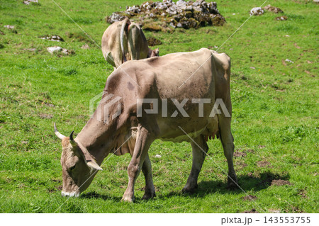 Herd of cows grazing on a green alpine meadow in the Swiss Alps, Switzerland Herd of cows grazing on a green alpine meadow in the Swiss Alps, Switzerland 143553755