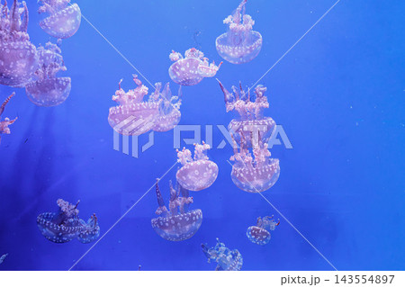 Australian spotted jellyfish phyllorhiza punctata in ocean habitat 143554897