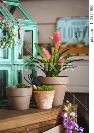 Pink vriesea bromeliad in clay pot next to mini greenhouse and gardening tools 143554906