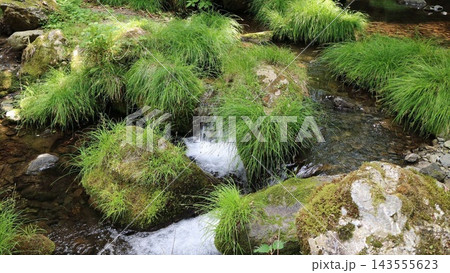 新緑の草の株と苔むした岩の間を流れる、澄んだ渓流の水 143555623