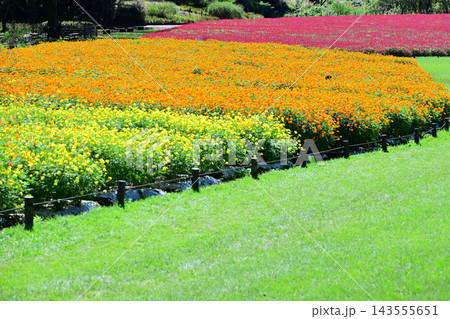緑の芝生と彩り豊かな花壇 緑の芝生と彩り豊かな花壇 143555651