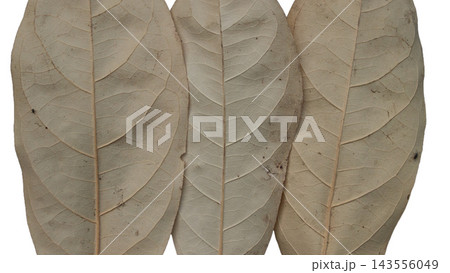 Three dry leaves arranged neatly showing natural veins pattern on white background for design material 143556049