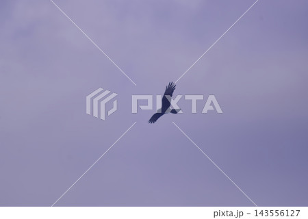Chimango caracara flying in the blue sky Chimango caracara flying in the blue sky 143556127