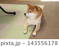 可愛い柴犬 143556178