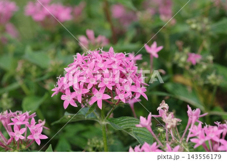 ピンクのペンタスの花が咲いています ピンクのペンタスの花が咲いています 143556179