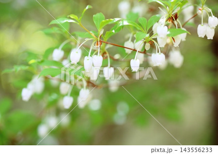 清楚 ドウダンツツジの花 清楚 ドウダンツツジの花 143556233