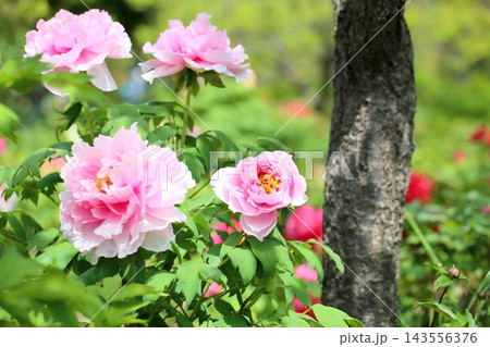 華やか ボタンの花 華やか ボタンの花 143556376