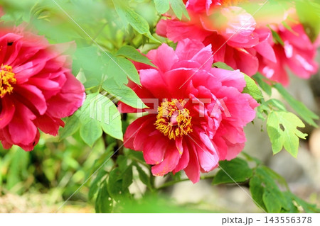 鮮やか　ボタンの花 143556378