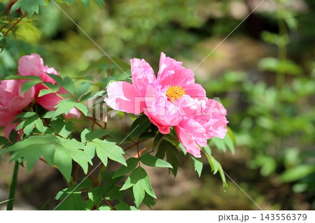 華やか ボタンの花 華やか ボタンの花 143556379