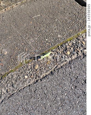 路上のカマキリ 路上のカマキリ 143556505