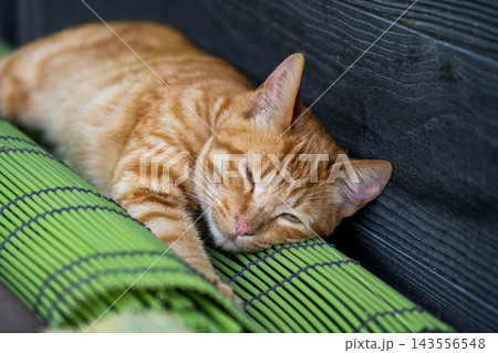 お昼寝している茶トラの猫 お昼寝している茶トラの猫 143556548