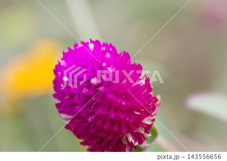 赤いセンニチコウの花 赤いセンニチコウの花 143556656
