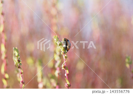 コキアのアップとテントウムシ コキアのアップとテントウムシ 143556776