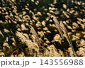 秋の光を受けて黄金色に輝くススキ 143556988