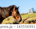 都井岬の御崎馬を横顔から捉えたクローズアップ 143556991