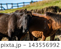 都井岬で寄り添う二頭の御崎馬 143556992