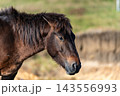 都井岬に暮らす御崎馬の横顔 143556993