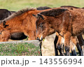 都井岬の御崎馬の子馬と群れ 143556994