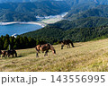 都井岬の草原で海を望みながら草を食べる御崎馬 143556995