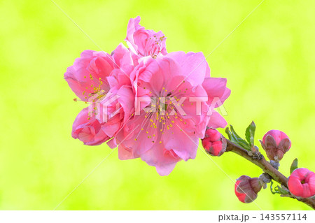 ハナモモの花とバックは菜の花 ハナモモの花とバックは菜の花 143557114