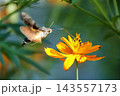 キバナコスモスの花の蜜を吸うホバリングしているホシホウジャク キバナコスモスの花の蜜を吸うホバリングしているホシホウジャク 143557173
