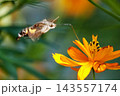 キバナコスモスの花の蜜を吸うホバリングしているホシホウジャク キバナコスモスの花の蜜を吸うホバリングしているホシホウジャク 143557174