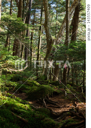 木漏れ日が差し込む白駒池・苔の森と神秘的な原生林の風景 143557409