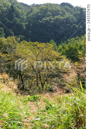 初秋の嵐山渓谷に咲くススキの穂と色づき始めた山々の秋風景 初秋の嵐山渓谷に咲くススキの穂と色づき始めた山々の秋風景 143557470