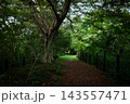 初秋の嵐山渓谷に差し込む木漏れ日と静けさに包まれた森の散策路 143557471