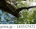 初秋の森にそびえる大木と木漏れ日あふれる木々の緑 143557472