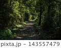 初秋の嵐山渓谷に差し込む木漏れ日と静けさに包まれた森の散策路 143557479