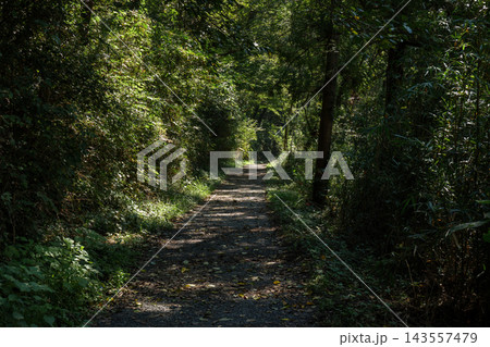 初秋の嵐山渓谷に差し込む木漏れ日と静けさに包まれた森の散策路 143557479