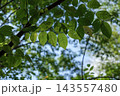初秋の光を透かして美しく浮き上がる緑の葉脈と木漏れ日 143557480